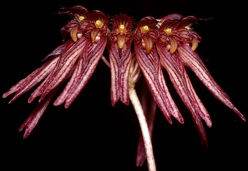 bulbophyllum_melanoglossum_cd