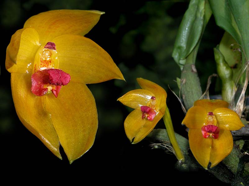 bulbophyllum_membranifolium_cd