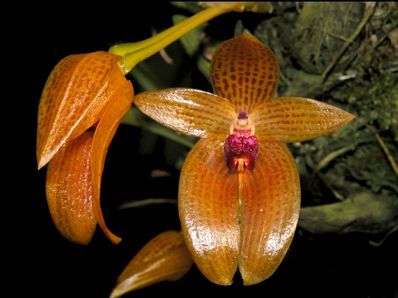 bulbophyllum_membranifolium_ws_cd