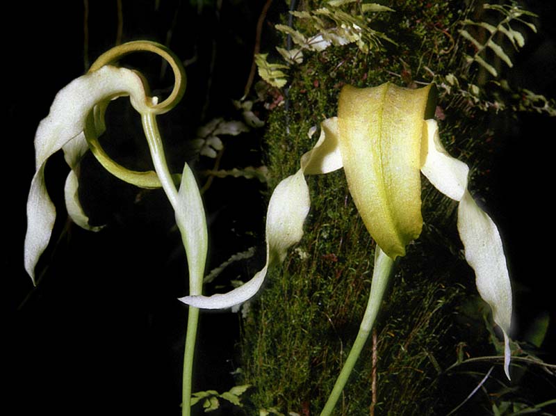 bulbophyllum_micholitzii_cd