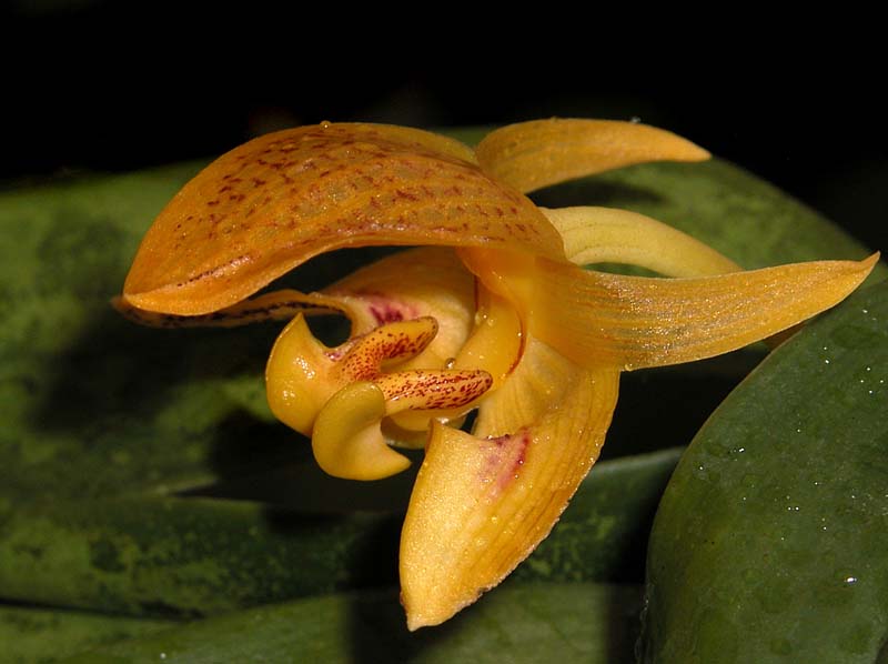 bulbophyllum_microglossum_ws_cd