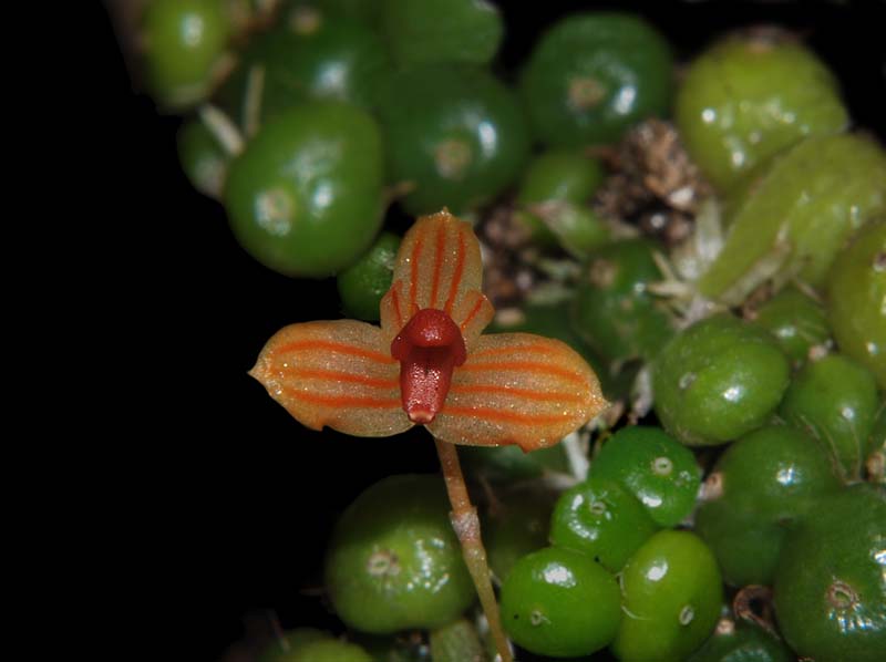 bulbophyllum_monoliforme_ws_cd