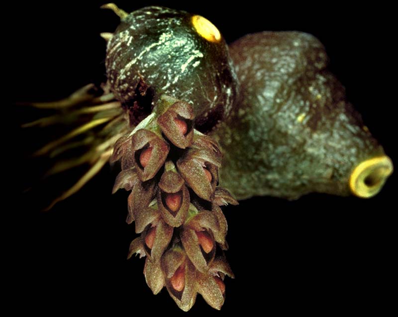 bulbophyllum_muscarirubrum_cd