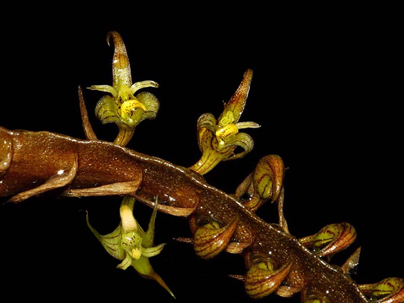 bulbophyllum_nitens_cd