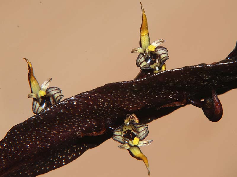 bulbophyllum_nitens_ws_cd