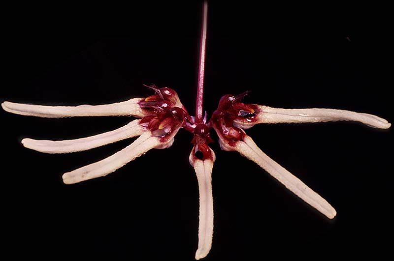 bulbophyllum_obriennianum_cd