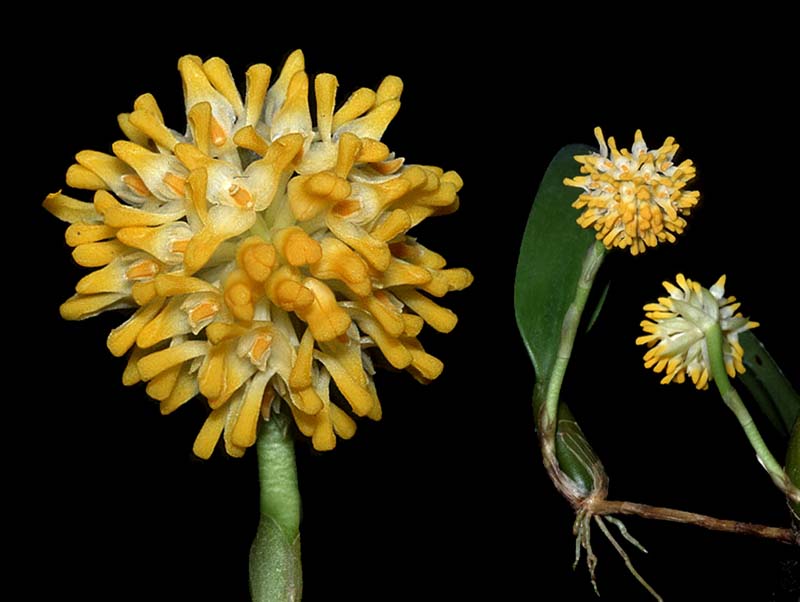 bulbophyllum_odoratissimum_cd