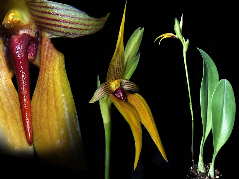 bulbophyllum_orthoglossum2_cd