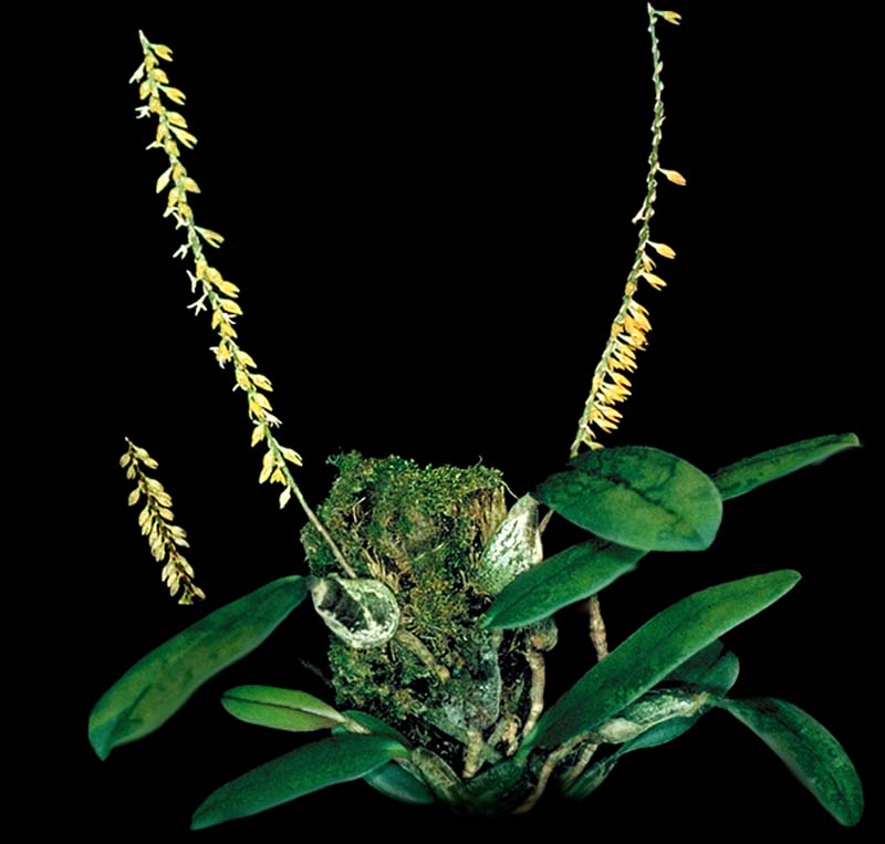 bulbophyllum_oxychilum_cd