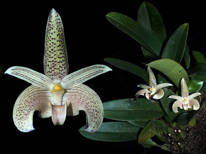 bulbophyllum_palawense_cd