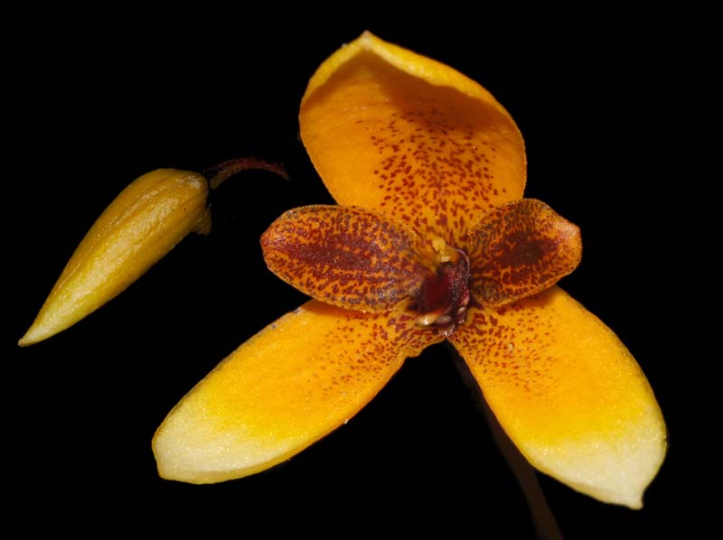 bulbophyllum_pardalotum_ws_cd