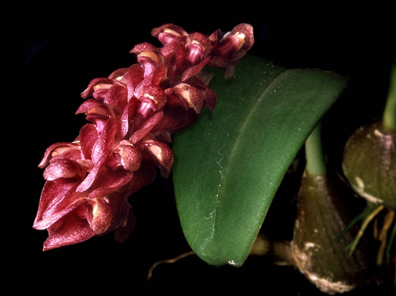 bulbophyllum_pechoi_cd