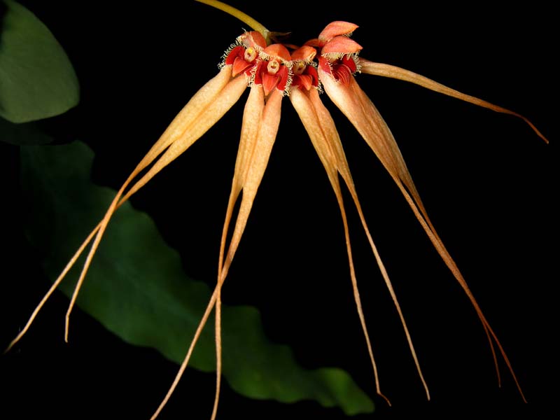 bulbophyllum_pectenveneris_cd