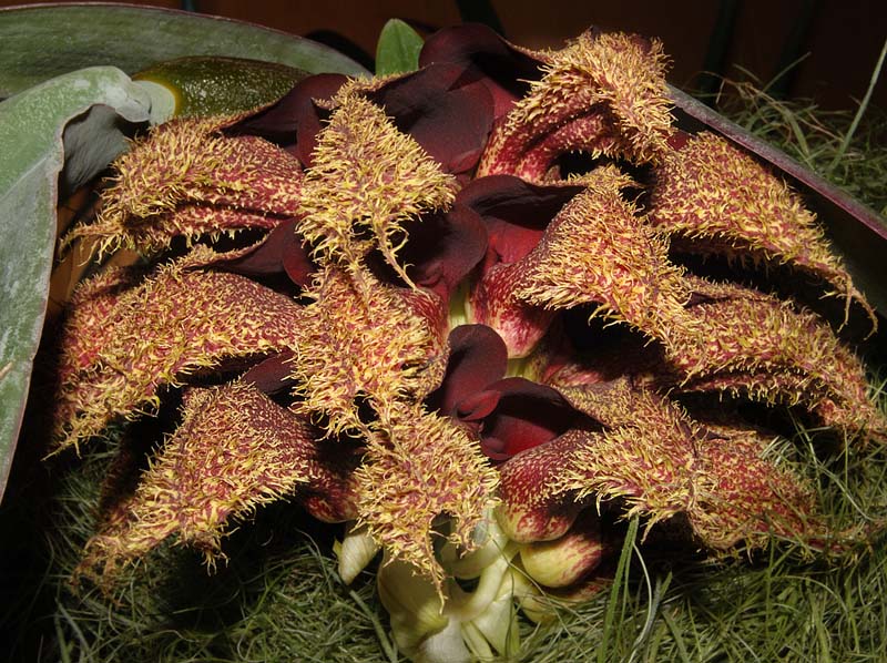 bulbophyllum_phalaenopsis2_ws_cd