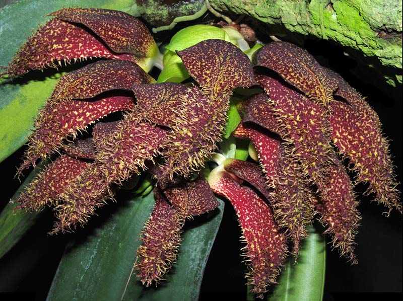 bulbophyllum_phalaenopsis_ws_cd