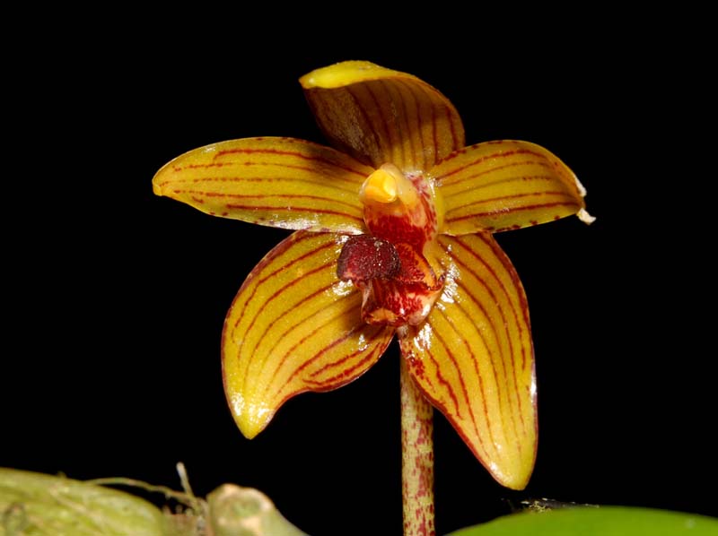 bulbophyllum_psittacoglossum_ws_cd