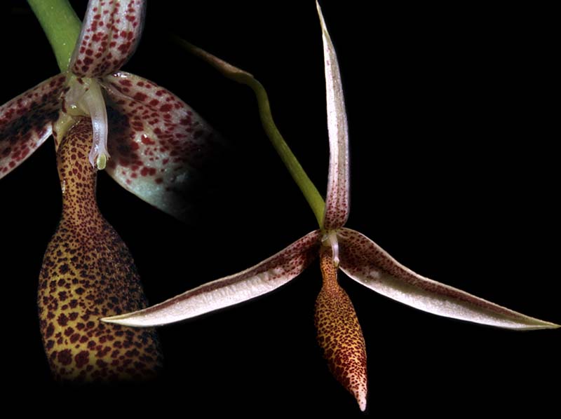 bulbophyllum_pulchrum_cd