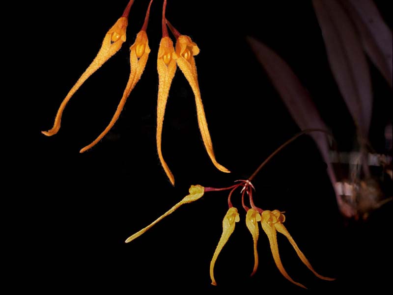 bulbophyllum_purpurifolium_cd