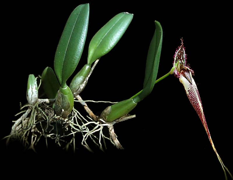 bulbophyllum_putidum_cd