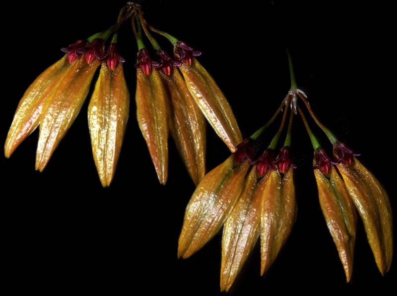 bulbophyllum_retusiusculum2_cd