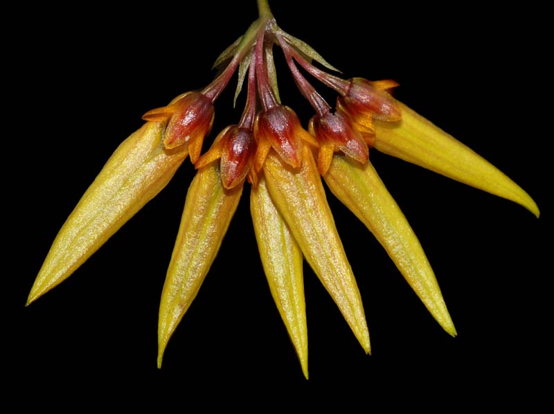 bulbophyllum_retusiusculum_ws_cd