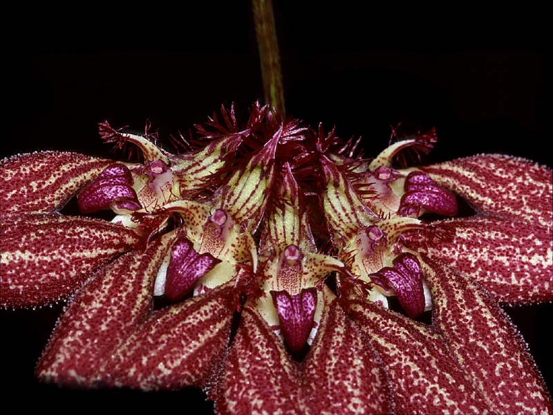 bulbophyllum_rothschildianum2_cd