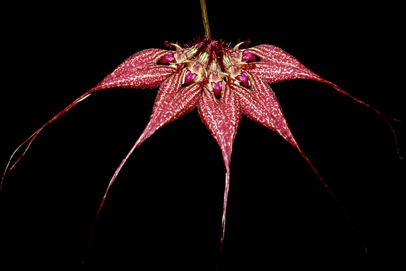 bulbophyllum_rothschildianum_cd