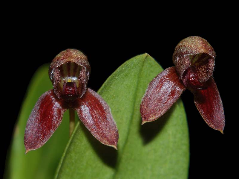 bulbophyllum_rysyanum_ws_cd