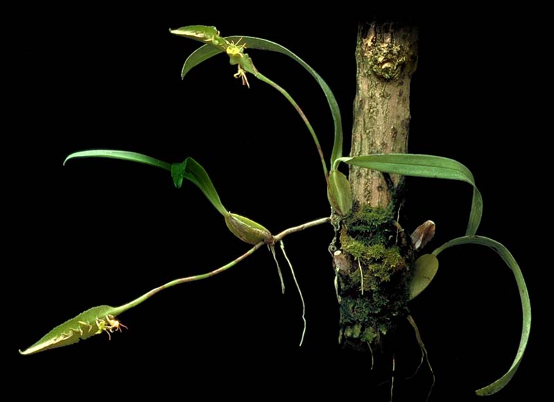 bulbophyllum_sandersonii_stenopetalum_cd