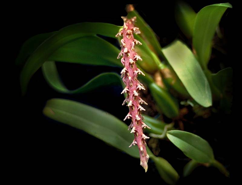 bulbophyllum_saurocephalum_cd