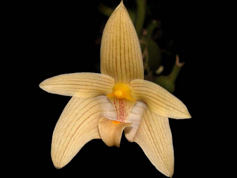 bulbophyllum_siamense_cd