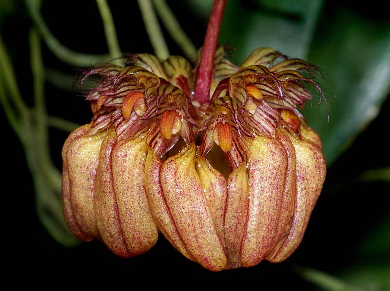 bulbophyllum_sikkimense_cd