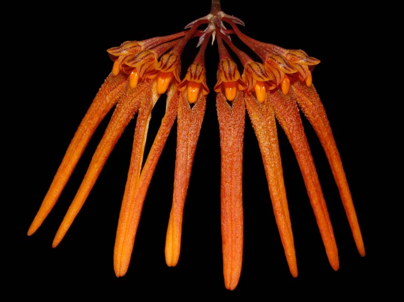 bulbophyllum_spec_redleaves_WS