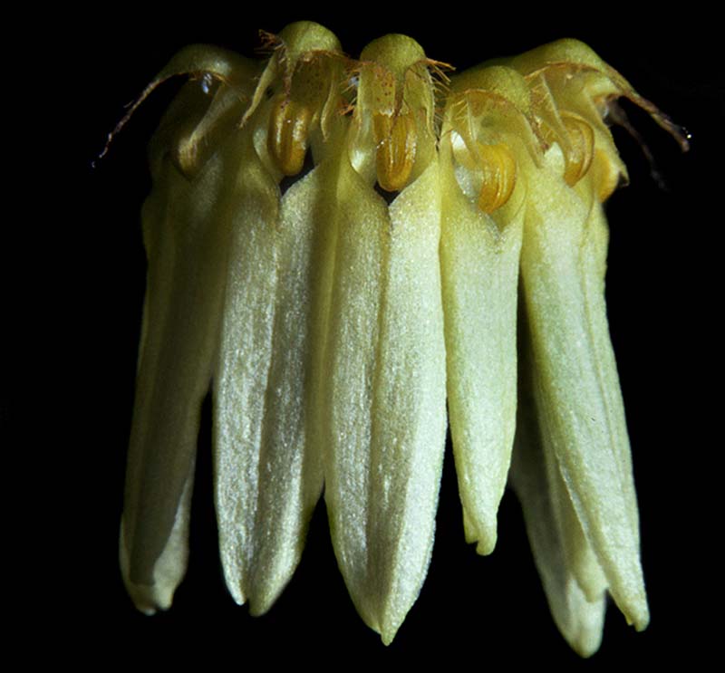 bulbophyllum_species2_cd