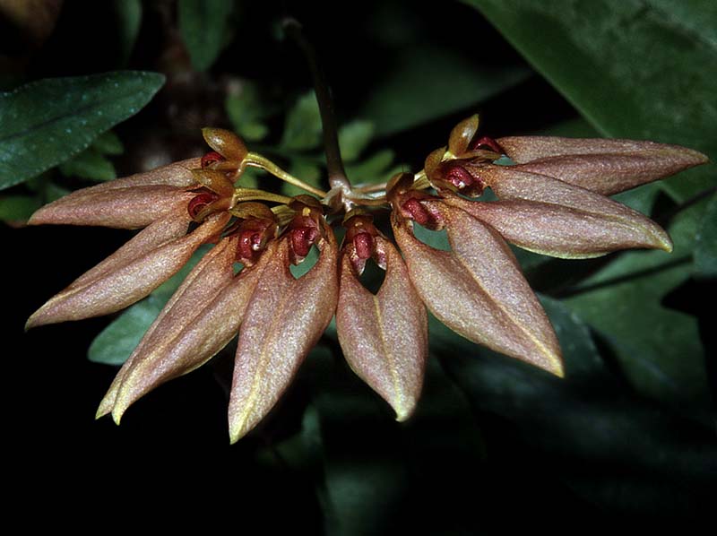 bulbophyllum_species4_cd