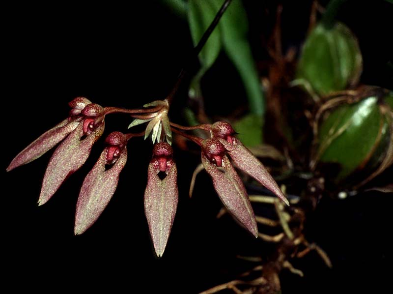 bulbophyllum_species6_cd