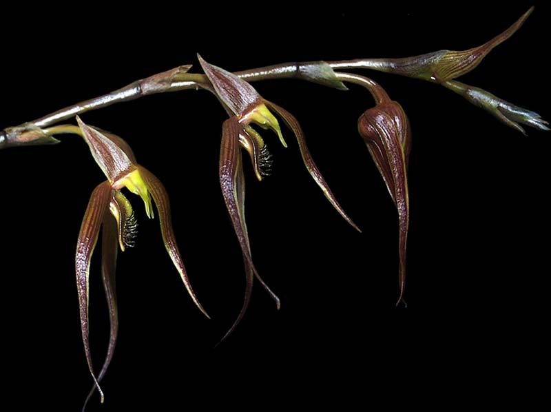 bulbophyllum_species_indonesien_cd