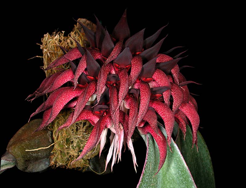 bulbophyllum_spiesii2_cd