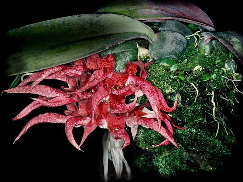 bulbophyllum_spiesii_cd