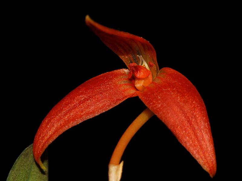 bulbophyllum_stormii_ws_cd