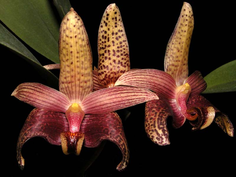 bulbophyllum_sumatranum_cd