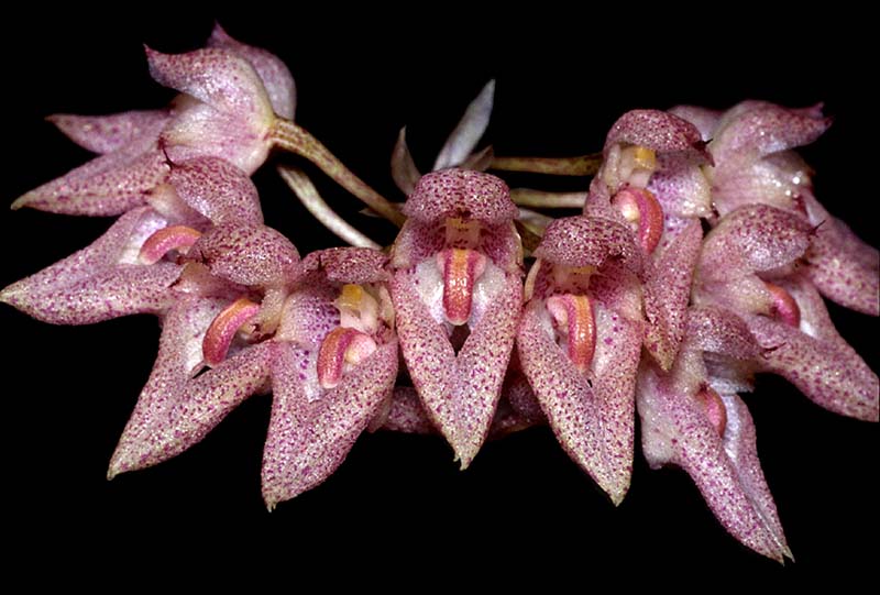 bulbophyllum_taeniophyllum_cd