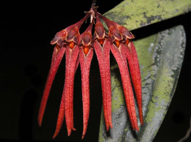 bulbophyllum_thaiorum2_ws_cd