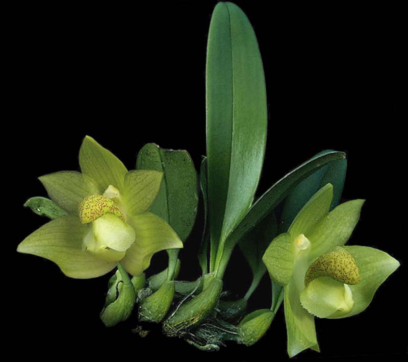 bulbophyllum_transanisarense_cd