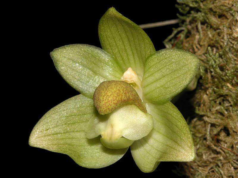 bulbophyllum_transanisarense_ws_cd