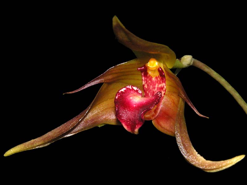 bulbophyllum_uniflorum_ws_cd