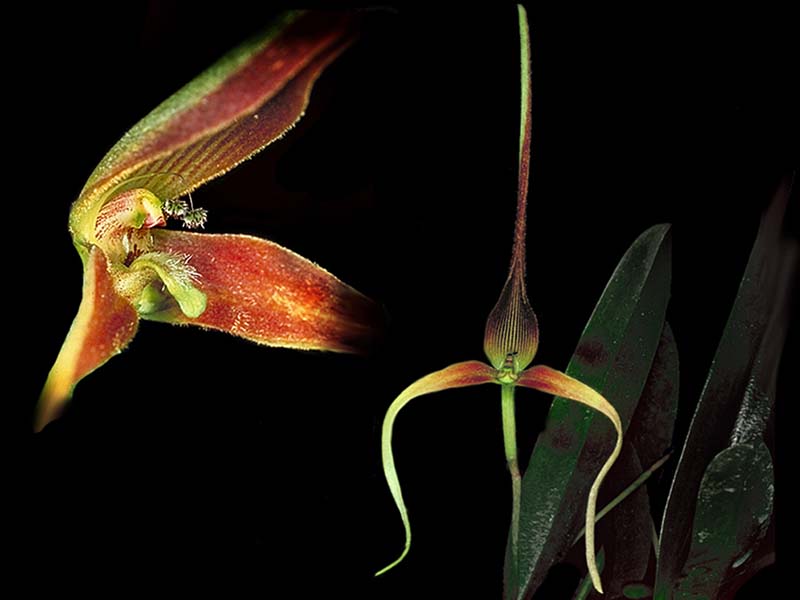 bulbophyllum_unitubum_cd