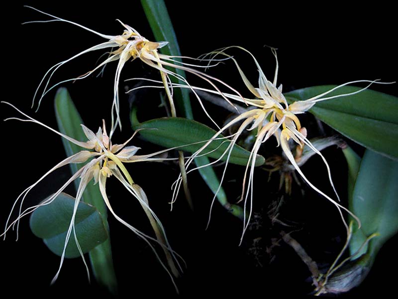 bulbophyllum_vaginatum_cd