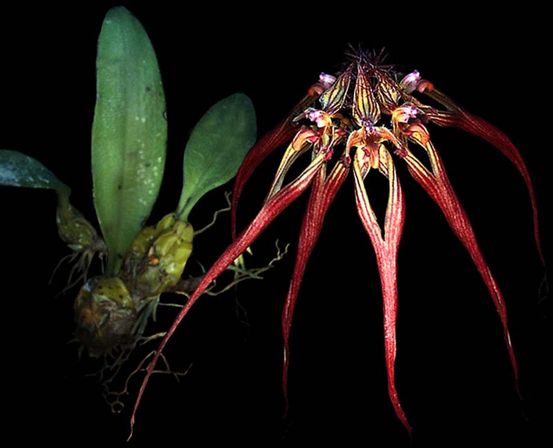 bulbophyllum_wendlandianum_cd