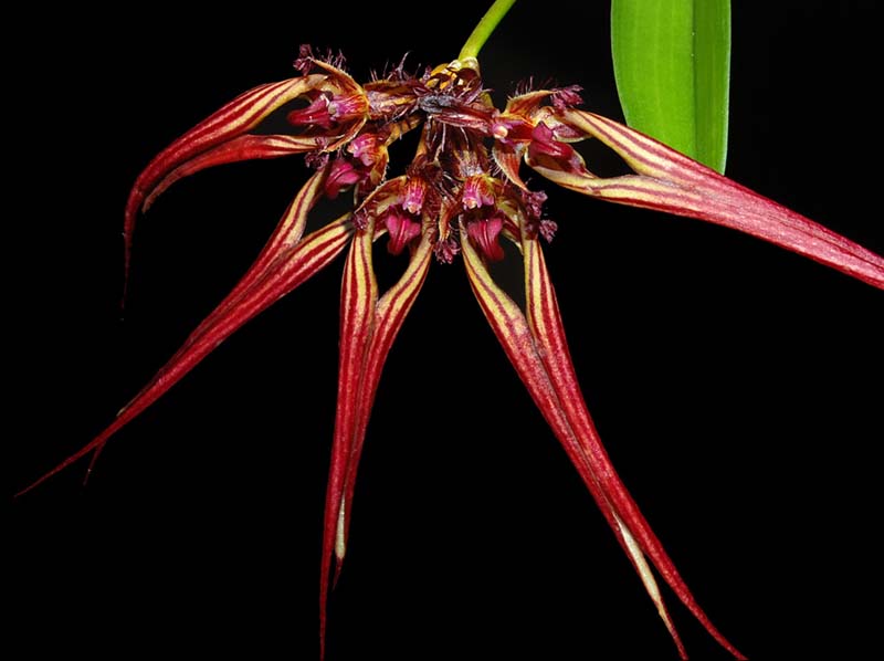 bulbophyllum_wendlandianum_ws_cd